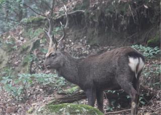 20101221 奈良奥山の牡鹿.jpg