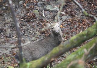 20101221 奈良奥山牡鹿1.jpg
