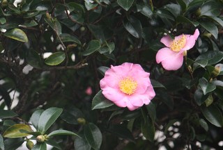 20111109 今年の一番咲き山茶花.jpg